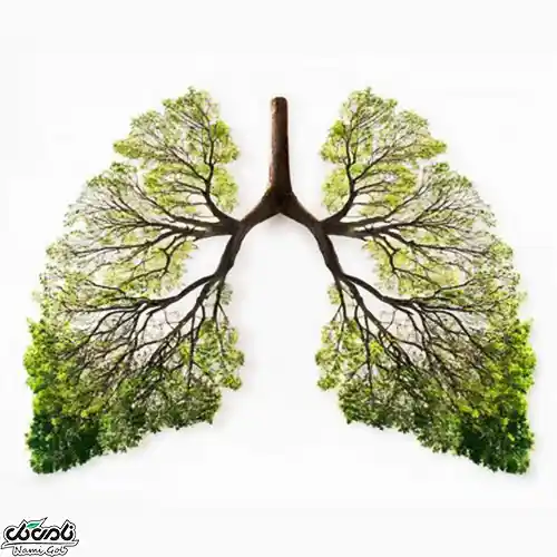 پاکسازی ریه با گیاهان دارویی ممکن است؟